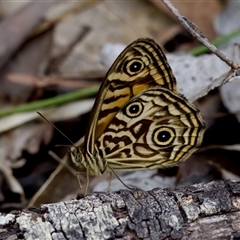 Geitoneura acantha at Bungonia, NSW - 26 Nov 2024