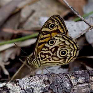 Geitoneura acantha at Bungonia, NSW - 26 Nov 2024 04:53 PM
