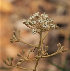 Astrotricha ledifolia (Common Star-hair) at Uriarra Village, ACT - 21 Nov 2024 by KenT