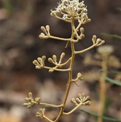 Astrotricha ledifolia at Uriarra Village, ACT - 21 Nov 2024 08:45 AM