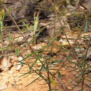 Astrotricha ledifolia at Uriarra Village, ACT - 21 Nov 2024 08:45 AM