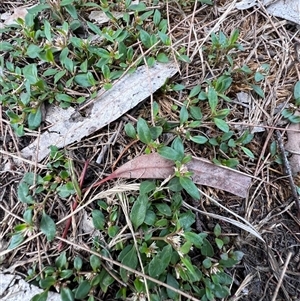 Alternanthera sp. A Flora of NSW (M. Gray 5187) J. Palmer at Higgins, ACT - 3 Dec 2024 05:22 PM