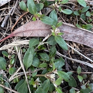 Alternanthera sp. A Flora of NSW (M. Gray 5187) J. Palmer at Higgins, ACT - 3 Dec 2024 05:22 PM