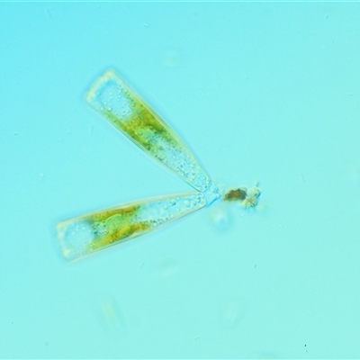 Freshwater algae at Cotter River, ACT - 22 Nov 2024 by KenT