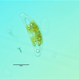 Freshwater algae at Cotter River, ACT - 22 Nov 2024 12:33 PM