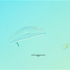 Freshwater algae at Cotter River, ACT - 22 Nov 2024 12:33 PM