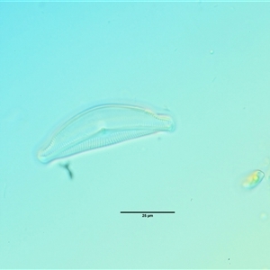 Freshwater algae at Cotter River, ACT - 22 Nov 2024 12:33 PM