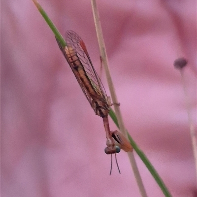 Campion sp. (genus) (Mantis Fly) at Bungendore, NSW - 4 Dec 2024 by clarehoneydove