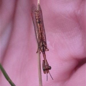 Campion sp. (genus) at Bungendore, NSW - 4 Dec 2024 08:10 PM