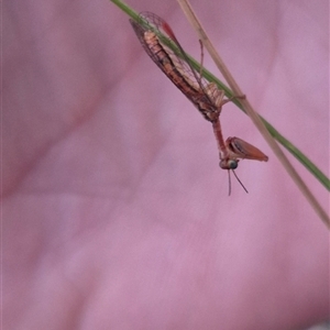 Campion sp. (genus) at Bungendore, NSW - 4 Dec 2024 08:10 PM