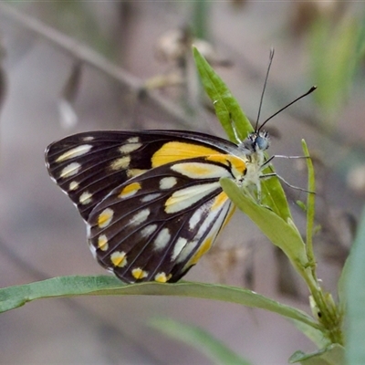 Belenois java (Caper White) at Bungonia, NSW - 26 Nov 2024 by KorinneM