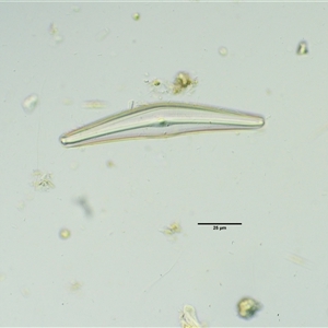 Freshwater algae at Cotter River, ACT - 22 Nov 2024 12:33 PM