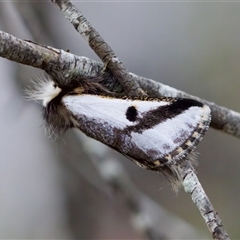 Epicoma melanospila (Black Spot Moth) at Bungonia, NSW - 26 Nov 2024 by KorinneM