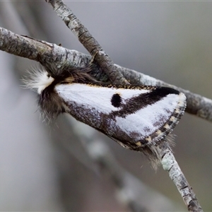 Epicoma melanospila (Black Spot Moth) at Bungonia, NSW by KorinneM