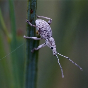 Merimnetes sp. (genus) (A weevil) at Bungonia, NSW by KorinneM