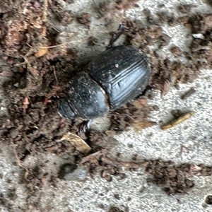 Scarabaeidae (family) (Scarab beetle, curl grub) at Aranda, ACT by KMcCue