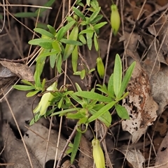 Billardiera macrantha (Mountain Appleberry) at Uriarra Village, ACT - 22 Nov 2024 by KenT