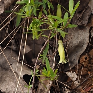 Billardiera macrantha at Uriarra Village, ACT - 22 Nov 2024 11:09 AM