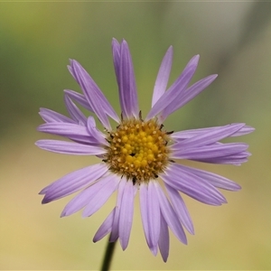 Brachyscome spathulata (Coarse Daisy, Spoon-leaved Daisy) at Uriarra Village, ACT by KenT