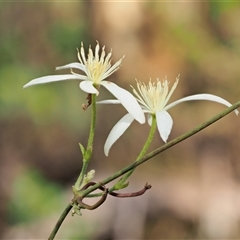 Clematis aristata (Mountain Clematis) at Uriarra Village, ACT - 21 Nov 2024 by KenT