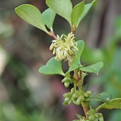 Coprosma hirtella (Currant Bush) at Uriarra Village, ACT - 21 Nov 2024 by KenT