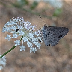 Erina hyacinthina (Varied Dusky-blue) at Acton, ACT - 4 Dec 2024 by HelenCross