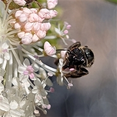 Lasioglossum (Parasphecodes) sp. (genus & subgenus) (Halictid bee) at Acton, ACT - 4 Dec 2024 by HelenCross