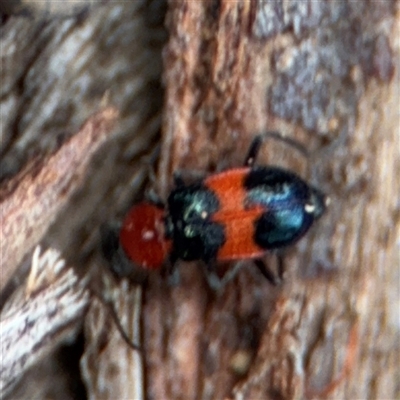 Dicranolaius bellulus (Red and Blue Pollen Beetle) at Russell, ACT - 4 Dec 2024 by Hejor1