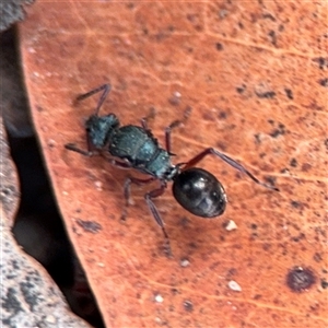 Polyrhachis sp. (genus) at Russell, ACT - 4 Dec 2024 04:58 PM