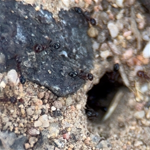 Monomorium sp. (genus) at Russell, ACT - 4 Dec 2024