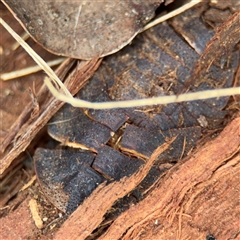 Laxta sp. (genus) (Bark cockroach) at Russell, ACT - 4 Dec 2024 by Hejor1