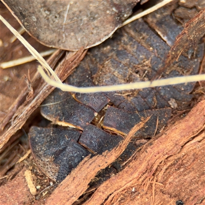 Laxta sp. (genus) (Bark cockroach) at Russell, ACT - 4 Dec 2024 by Hejor1