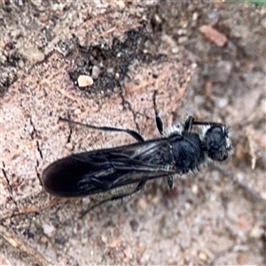 Mutillidae (family) at Russell, ACT - 4 Dec 2024 05:18 PM