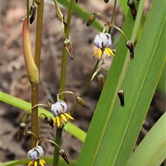 Dianella tasmanica (Tasman Flax Lily) at Uriarra Village, ACT - 20 Nov 2024 by KenT