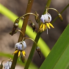 Dianella tasmanica at Uriarra Village, ACT - 21 Nov 2024 09:39 AM