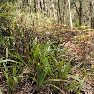 Dianella tasmanica at Uriarra Village, ACT - 21 Nov 2024 09:39 AM