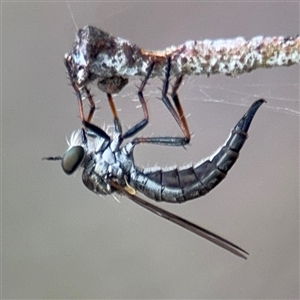 Cerdistus sp. (genus) (Slender Robber Fly) at Russell, ACT by Hejor1