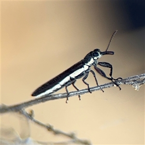 Rhinotia sp. (genus) at Russell, ACT - 4 Dec 2024