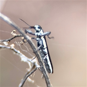 Rhinotia sp. (genus) at Russell, ACT - 4 Dec 2024