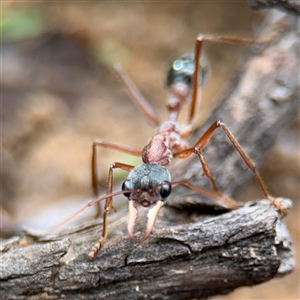 Myrmecia nigriceps at Russell, ACT - 4 Dec 2024 05:07 PM