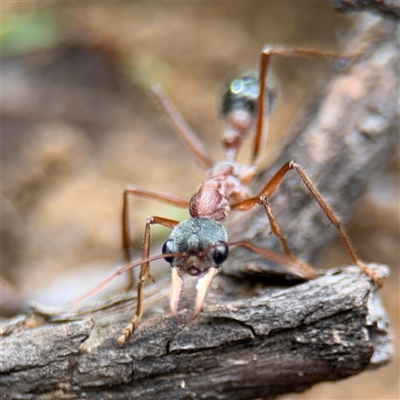 Myrmecia nigriceps (Black-headed bull ant) at Russell, ACT - 4 Dec 2024 by Hejor1