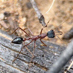 Myrmecia nigriceps at Russell, ACT - 4 Dec 2024