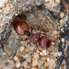 Meranoplus sp. (genus) (Shield Ant) at Russell, ACT - 4 Dec 2024 by Hejor1