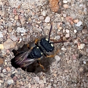 Cerceris sp. (genus) at Russell, ACT - 4 Dec 2024