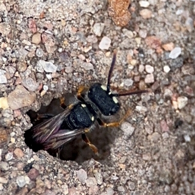 Cerceris sp. (genus) (Unidentified Cerceris wasp) at Russell, ACT - 4 Dec 2024 by Hejor1