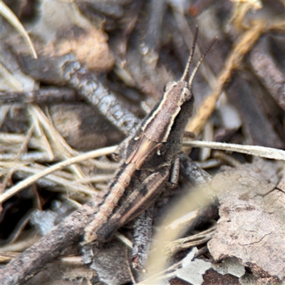 Phaulacridium vittatum (Wingless Grasshopper) at Russell, ACT - 4 Dec 2024 by Hejor1