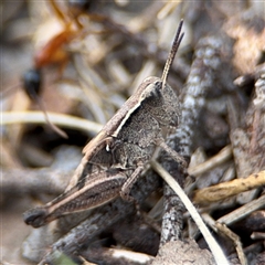 Phaulacridium vittatum at Russell, ACT - 4 Dec 2024 04:59 PM