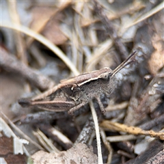 Phaulacridium vittatum at Russell, ACT - 4 Dec 2024 04:59 PM