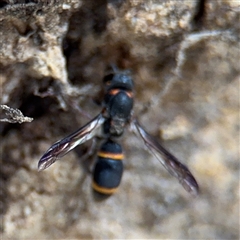 Paralastor sp. (genus) (Potter Wasp) at Russell, ACT - 4 Dec 2024 by Hejor1