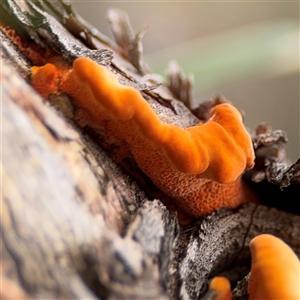 Piptoporus australiensis (Curry Punk) at Russell, ACT by Hejor1